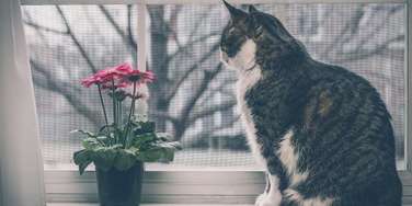 металлическая сетка pet screen в Щелково и Щелковском районе